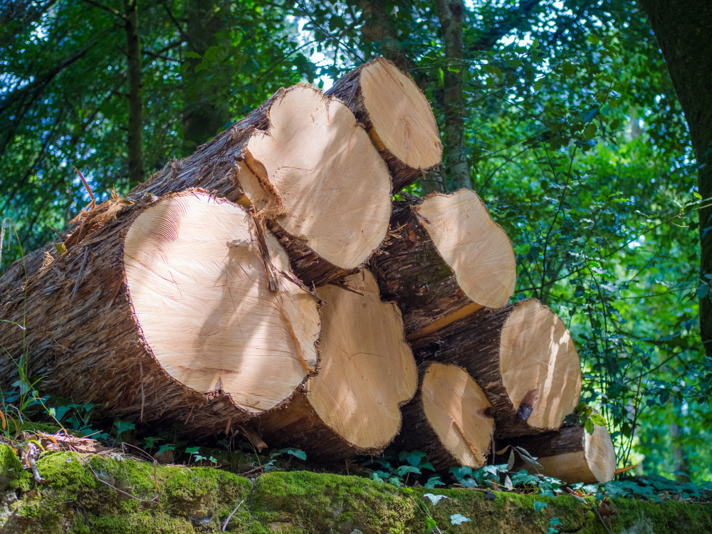 Dimensional Timber